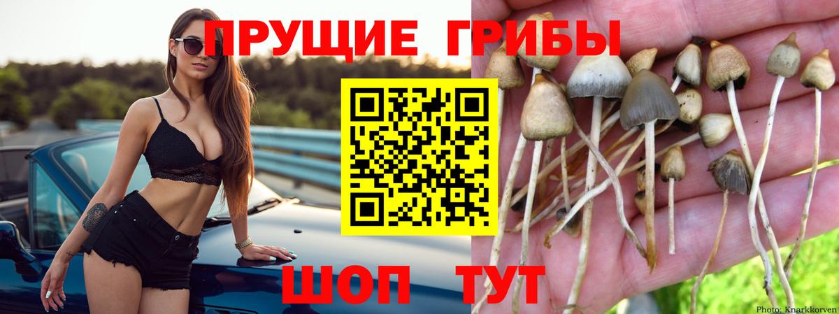 Псилоцибиновые грибы прущие грибы  Псилоцибиновые грибы мухоморы  Вход с VPN  Губкин 